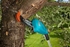 Picture of Gardena TCS720/20 Telescopic Pruner