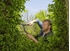 Picture of Gardena Hedge Clippers NatureCut