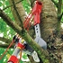 Picture of Wolf-Garten RC-VM Anvil Profi Tree Cutter