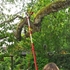 Picture of Wolf-Garten RC-VM Anvil Profi Tree Cutter