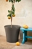 Picture of Keter Flowerpot Conic Planter 54x48.7x54cm Brown