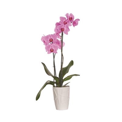 Picture of Flower pot orhid. d13 mosch0013-610