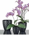 Picture of Flower pot for orchids Scheurich 12x12cm, black