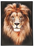 Show details for Picture 50x70cm Lion