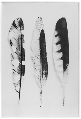 Picture of Picture 60x90cm Feathers